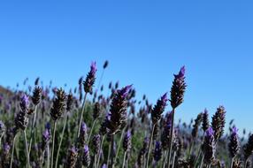 Lavender Flower Planting
