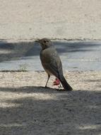 Black Redstart-Management Smoked bird