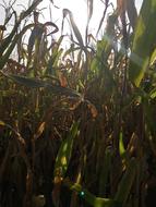 Autumn Corn On The Cob