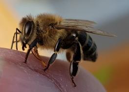 Bee Macro Insect