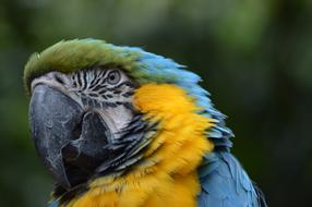 blue and yellow parrot, close-up