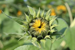 The green fruit of the flowers is beautiful