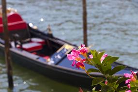 flowering plant in front of gondola on water, Italy, venice