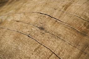 Abstract Texture Tree