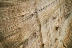 Close-up of the brown tree texture of different shades
