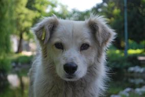 Dog White Profile