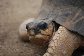 Closeup view of giant Turtle Face