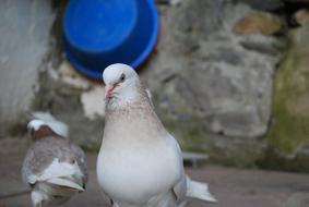 Pigeon Bird