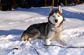 Husky Dog Siberian