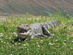 American Alligator Reptile in wildlife