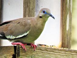 Bird Dove