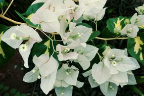 blooming white bougainvillea in the garden
