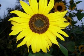 Sunflower with Yellow Petals and brown core