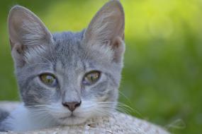 Animals Cat Attentive