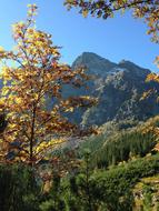 autumn forest in the Tatras, poland