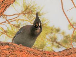 Bird Grand Canyon Hiking