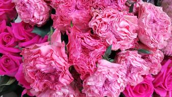 bouquet of lush pink roses close up