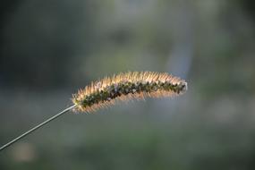Close-Up Macro Greens
