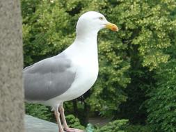 Seagull Bird Close