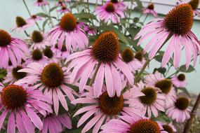 homemade pink flowers