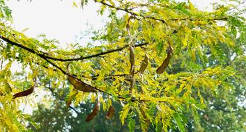 green trees branch view