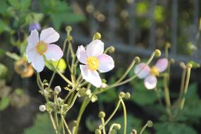 Flower Pink Nature