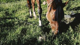 Horse Green
