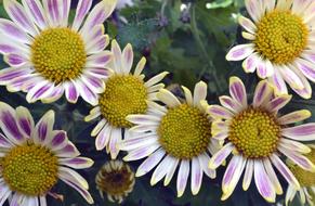 Flowers Blossom Beautiful