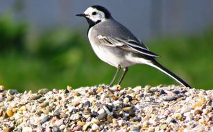 Bird Grey Wagtail Birds