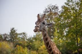 funny giraffe on safari