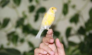 Cute Yellow Bird