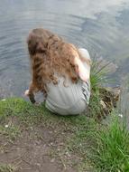 back view of Girl Play near water