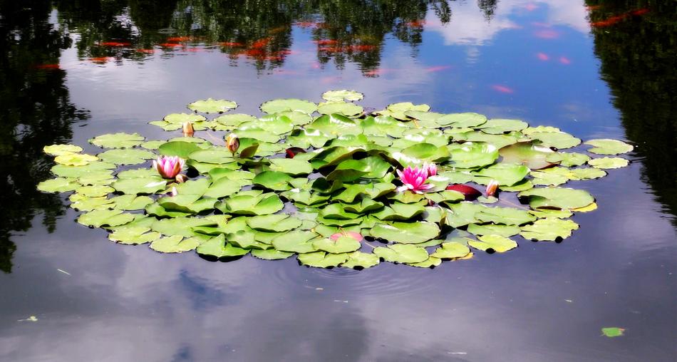 Water Lilies Lily White