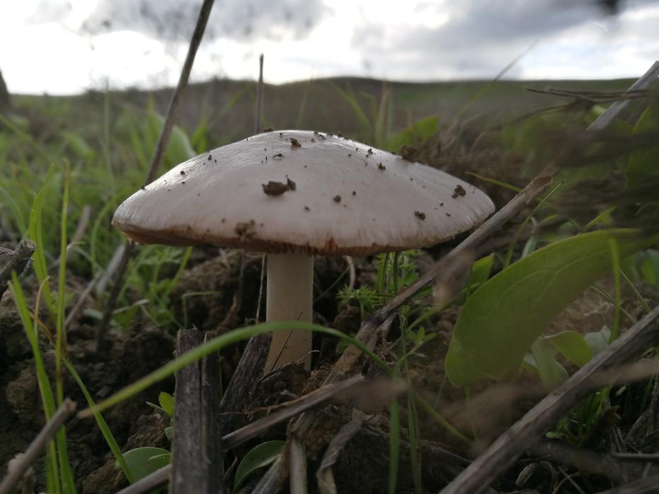 white mushroom in a field with grass