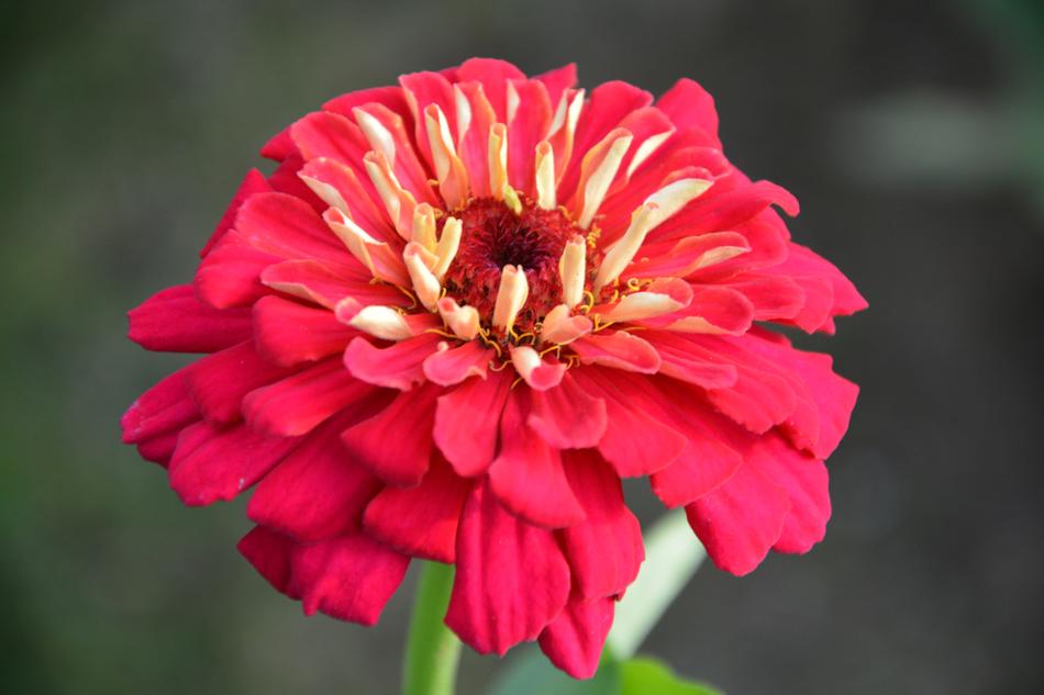 bud, red velvet petals
