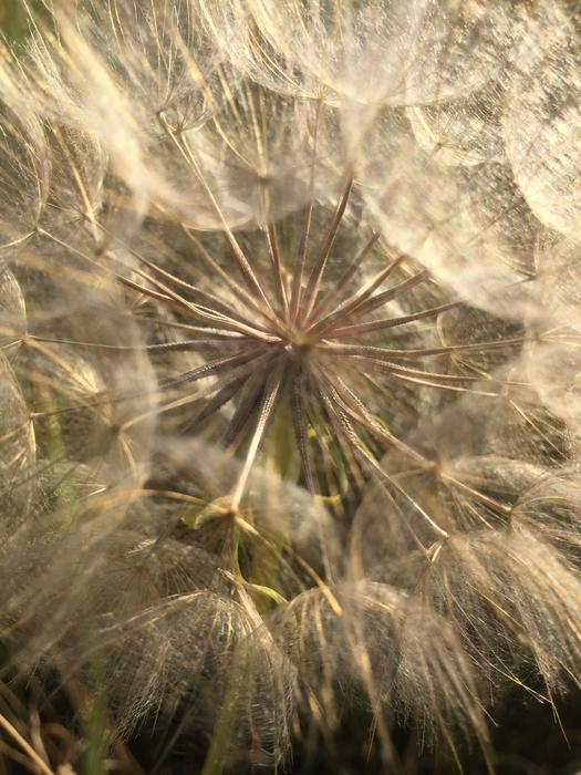 Dandelion Mood structure
