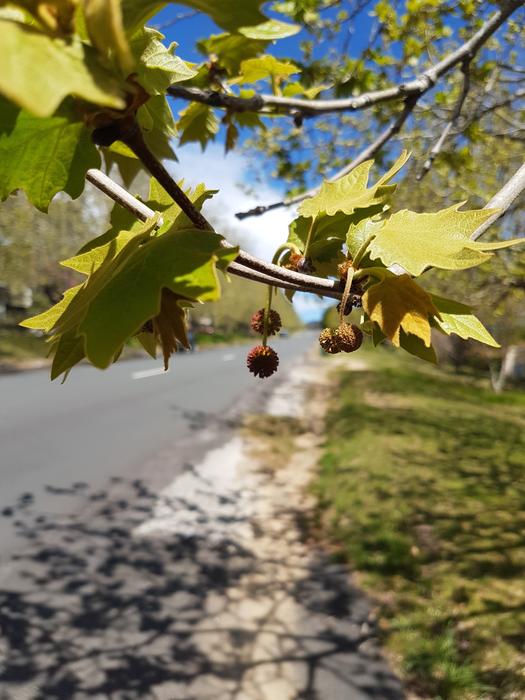 Road Tree Leaves