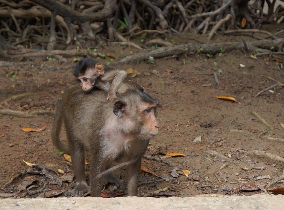Monkey Mother The