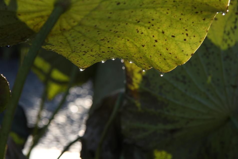 Plant Leaf Drop free image download