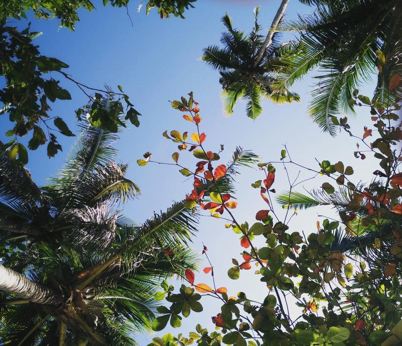 Trees Tropical View