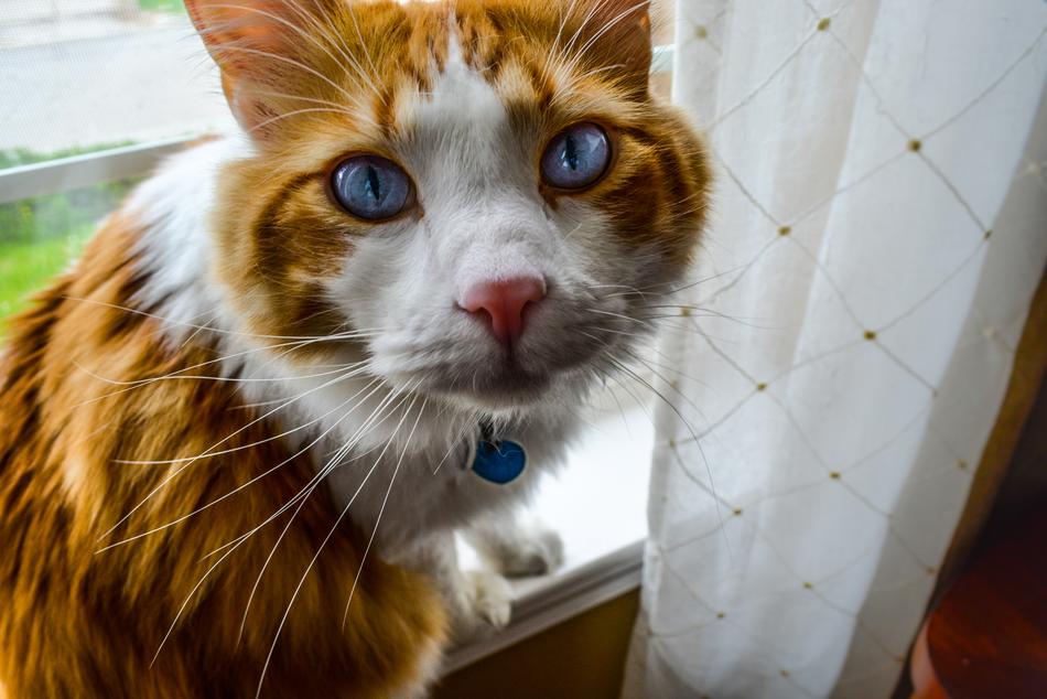 Cat Feline Pretty