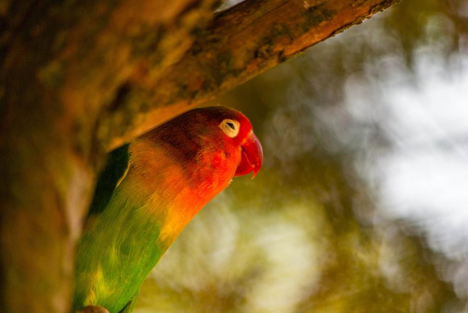 Bird Parrot Inseparable