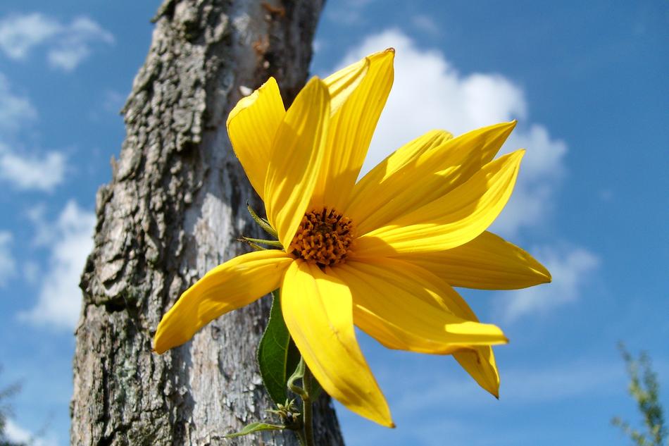 yellow flower plants closeup view
