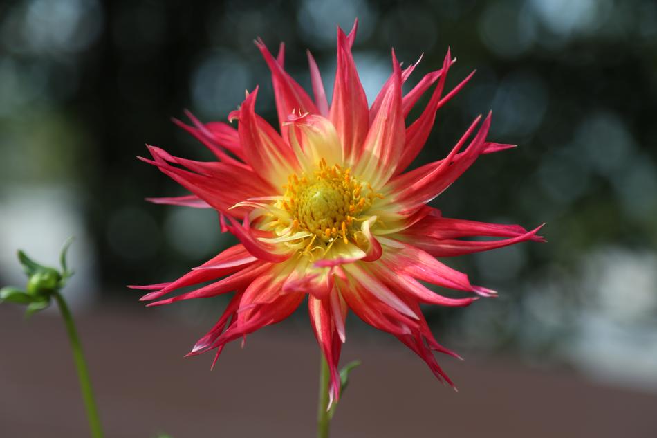 beautiful open flower