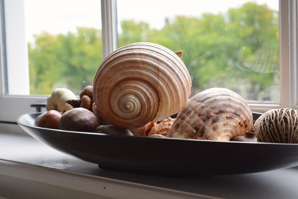 variety of shells as decoration on the windowsill
