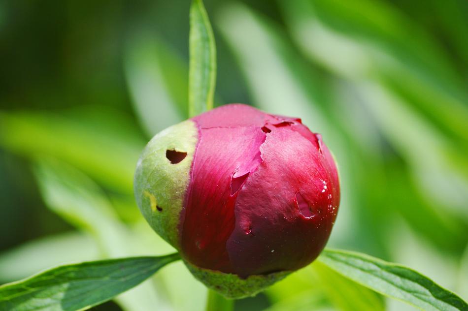 red peony sprout