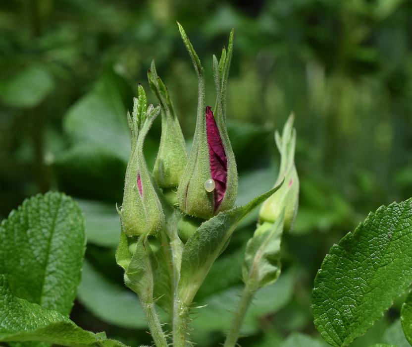 sprout of a beautiful flower