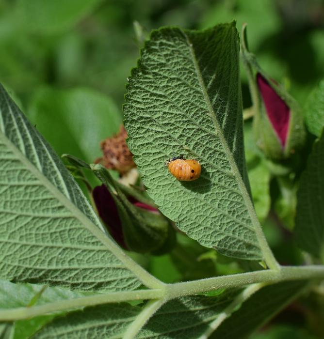 Ladybug Pupa Leaf Underside