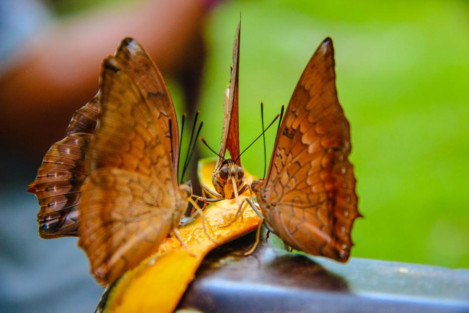 Butterfly Tan Spines Red Wong