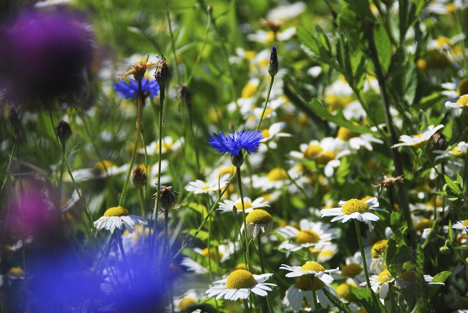 chamomile field with wildflowers